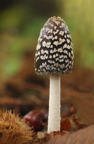 Coprinus Picaceus